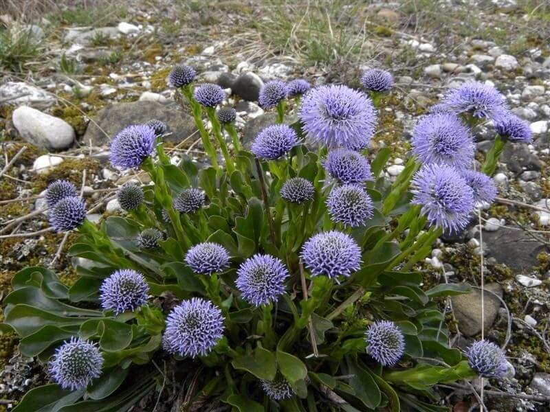 Globularia nudicaulis (1536)